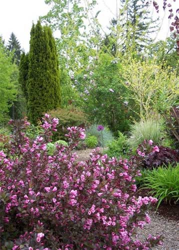 plantare Weigel și de îngrijire, specii și soiuri, fotografie (Weigela) plantare Weigel și de îngrijire, specii și varietăți, fotografii
