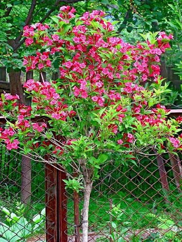 plantare Weigel și de îngrijire, specii și soiuri, fotografie (înflorire Weigela) plantare Weigel și de îngrijire, specii și varietăți, fotografii