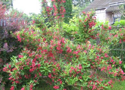 plantare Weigel și de îngrijire, specii și soiuri, fotografie (flori Weigela) plantare Weigel și de îngrijire, specii și varietăți, fotografii