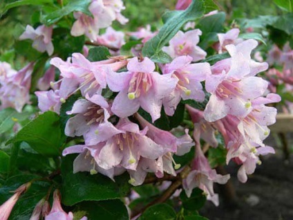 plantare Weigel și de îngrijire, specii și soiuri, fotografie (Weigela) plantare Weigel și de îngrijire, specii și varietăți, fotografii