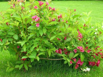 plantare Weigel și de îngrijire, specii și varietăți, foto (e) de plantare Weigel și de îngrijire, specii și varietăți, fotografii