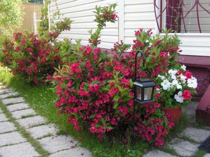 plantare Weigel și de îngrijire, specii și soiuri, fotografie (Weigela Middendorf) plantare Weigel și de îngrijire, specii și varietăți, fotografii