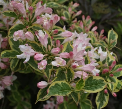 Weigel (weigela) - descrierea tipului, fotografie, îngrijire, întreținere, transplant, paraziți, reproducere (înflorire) Weigel (weigela) - descrierea tipului, fotografie, îngrijire, întreținere, transplant, dăunătorilor, creșterea