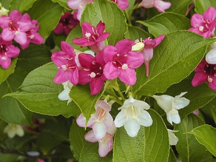 Weigel (weigela) - descrierea tipului, fotografie, îngrijire, întreținere, transplant, dăunătorilor, reproducerea (ramuri) Weigel (weigela) - descrierea tipului, fotografie, îngrijire, întreținere, transplant, dăunătorilor, creșterea