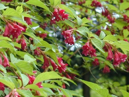Weigel (weigela) - descrierea tipului, fotografie, îngrijire, întreținere, transplant, paraziți, reproducere (Bloom) Weigel (weigela) - descrierea tipului, fotografie, îngrijire, întreținere, transplant, dăunătorilor, creșterea