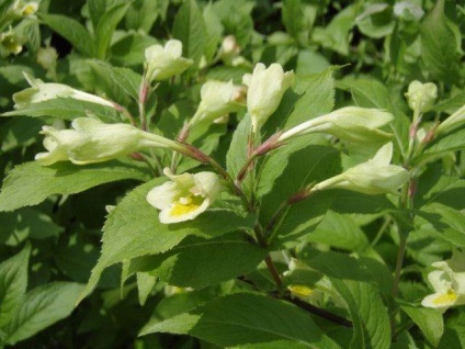 Weigel (weigela) - descrierea tipului, fotografie, îngrijire, întreținere, transplant, dăunătorilor, reproducerea (Weigela) Weigel (weigela) - descrierea tipului, fotografie, îngrijire, întreținere, transplant, dăunătorilor, creșterea