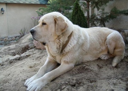 Alegerea unui câine - ce să caute (caracter) Alegerea unui câine - ce să caute