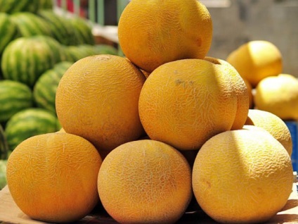 Grow pepene galben (cantalup) creștem pepeni