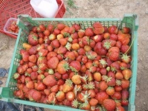 Cultivarea căpșuni pentru un an, afaceri de plante (de afaceri) Cultivarea căpșuni pentru un an, afaceri de plante