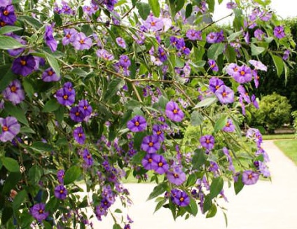 Cultivarea Nightshade (Solanum) nightshade cultivare
