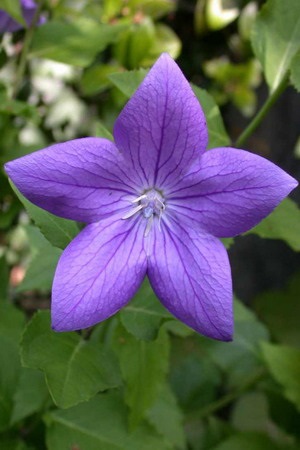 Loricultură shirokokolokolchika grandiflora pe bordura de piatră (grandiflora) Loricultură shirokokolokolchika grandiflora pe borduri de piatra