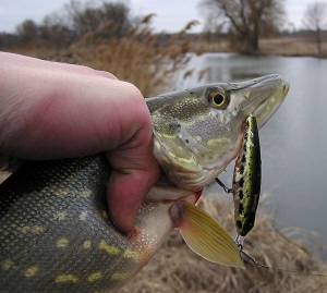 Momeli pentru trolling pentru știucă - cele mai bune wobblers catchability (știucă) Momeli pentru trolling pentru știucă - cele mai bune wobblers catchability