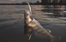 Momeli pentru trolling pentru știucă - cele mai bune wobblers catchability (preț cârlige grame) Momeli pentru trolling pentru știucă - cele mai bune wobblers catchability