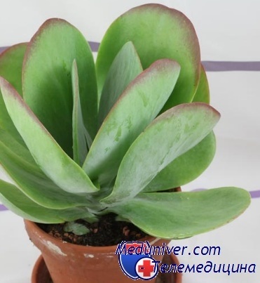 Wizard Kalanchoe (aplicatie Kalanchoe scopuri cosmetice) Expertul Kalanchoe