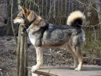 fotografie Husky Siberian, descriere rasa, de îngrijire (de îngrijire) fotografie husky siberian, descriere rasa, de îngrijire