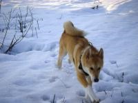 fotografie Husky Siberian, descriere rasa, de îngrijire (rocă) fotografie husky siberian, descriere rasa, de îngrijire