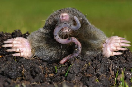 Este Mole în hibernare iarna care conduce nu hibernează (mol) Este Mole în hibernare iarna care conduce nu hibernează