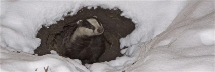 Este Mole în hibernare iarna care conduce nu hibernează (mol) Este Mole în hibernare iarna care conduce nu hibernează
