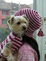 De tricotat pentru schema de articole de îmbrăcăminte Câini tricotate pentru câini