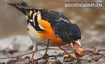 Finch pasăre (subspecii afiliere poate) cinteză pasăre