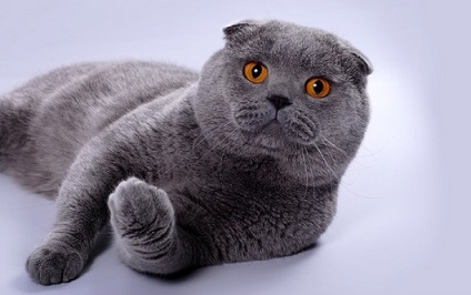 Caracter fold Scottish (Scottish) Natura Scottish Fold
