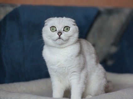 caracterul fold scoțian (caracter) Natura Scottish Fold