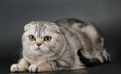Character ori Scottish (ori) Natura Scottish Fold