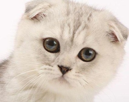 Caracter fold Scottish (Scottish) Natura Scottish Fold