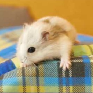 Hamster a căzut de la o înălțime de ce să facă (înălțime) Hamster a căzut de la o înălțime de ce să facă
