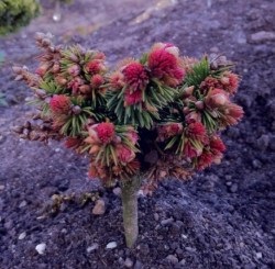 Coniferele Juniperus con de aur (Golden Horseshoe) con de aur Conifere Juniperus