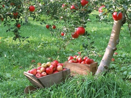 Apple a salvat semne (salvate) mărcile Apple a Spas
