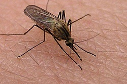 Protejarea Mosquito grudnichka (lubrifia muscatura) Grudnichka protejează împotriva țânțarilor