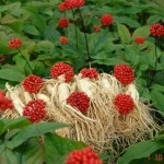 Ginseng - o fotografie și o descriere a plantelor medicinale ale strămoșilor noștri, proprietățile de vindecare, contraindicatii (vindecare) Ginseng - o fotografie și o descriere a plantelor medicinale ale strămoșilor noștri, proprietățile de vindecare, contraindicații