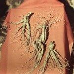 Ginseng - o fotografie și o descriere a plantelor medicinale ale strămoșilor noștri, proprietățile de vindecare, contraindicatii (ginseng) Ginseng - o fotografie și o descriere a plantelor medicinale ale strămoșilor noștri, proprietățile de vindecare, contraindicații