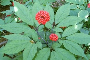 Ginseng - o fotografie și o descriere a plantelor medicinale ale strămoșilor noștri, proprietățile de vindecare, contraindicatii (vindecare) Ginseng - o fotografie și o descriere a plantelor medicinale ale strămoșilor noștri, proprietățile de vindecare, contraindicații