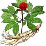 Ginseng - o fotografie și o descriere a plantelor medicinale ale strămoșilor noștri, proprietăți de vindecare, contraindicații (proprietăți) Ginseng - o fotografie și o descriere a plantelor medicinale ale strămoșilor noștri, proprietățile de vindecare, contraindicații