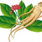 Ginseng - o fotografie și o descriere a plantelor medicinale ale strămoșilor noștri, proprietățile de vindecare, contraindicatii (ginseng) Ginseng - o fotografie și o descriere a plantelor medicinale ale strămoșilor noștri, proprietățile de vindecare, contraindicații