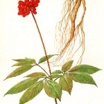Ginseng - o fotografie și o descriere a plantelor medicinale ale strămoșilor noștri, proprietățile de vindecare, contraindicatii (vindecare) Ginseng - o fotografie și o descriere a plantelor medicinale ale strămoșilor noștri, proprietățile de vindecare, contraindicații