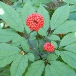 Ginseng - o fotografie și o descriere a plantelor medicinale ale strămoșilor noștri, proprietățile de vindecare, contraindicatii (vindecare) Ginseng - o fotografie și o descriere a plantelor medicinale ale strămoșilor noștri, proprietățile de vindecare, contraindicații