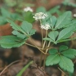 Ginseng - o fotografie și o descriere a plantelor medicinale ale strămoșilor noștri, proprietățile de vindecare, contraindicatii (foto) Ginseng - o fotografie și o descriere a plantelor medicinale ale strămoșilor noștri, proprietățile de vindecare, contraindicații