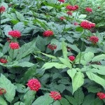 Ginseng - o fotografie și o descriere a plantelor medicinale ale strămoșilor noștri, proprietățile de vindecare, contraindicatii (foto) Ginseng - o fotografie și o descriere a plantelor medicinale ale strămoșilor noștri, proprietățile de vindecare, contraindicații