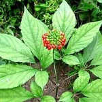 Ginseng - o fotografie și o descriere a plantelor medicinale ale strămoșilor noștri, proprietățile de vindecare, contraindicatii (ginseng) Ginseng - o fotografie și o descriere a plantelor medicinale ale strămoșilor noștri, proprietățile de vindecare, contraindicații