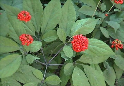Ginseng - simptome și tratament de remedii populare la domiciliu (ordinară) Ginseng - simptome și tratament de remedii populare la domiciliu