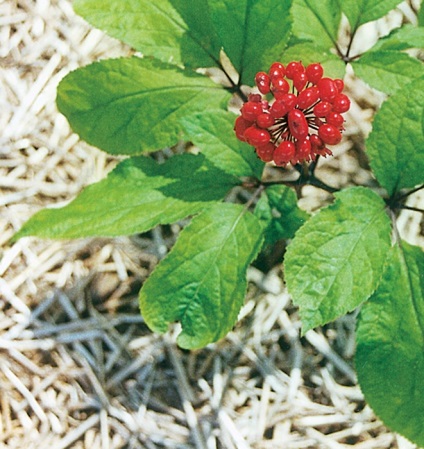 Ginseng - simptome și tratament de remedii populare la domiciliu (acasă) Ginseng - simptome și tratament de remedii populare la domiciliu