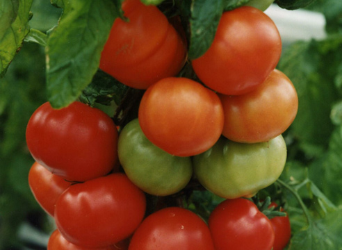 7 Cele mai bune hibrizi de tomate de la companii Ilinichna pe (tutun mozaic Cladosporium) 7 Cele mai bune hibrizi de tomate de la compania pe Ilinichna