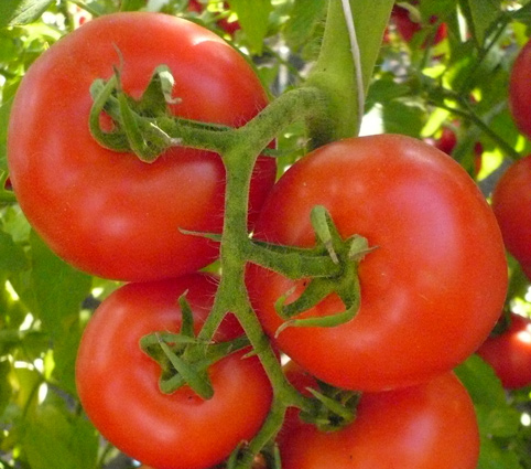 7 Cele mai bune hibrizi de tomate de la compania Ilinichna pe (virusul mozaic de tutun) 7 Cele mai bune hibrizi de tomate de la compania pe Ilinichna