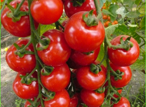 7 Cele mai bune hibrizi de tomate de la companii Ilinichna pe (virusul mozaic de tutun Cladosporium) 7 Cele mai bune hibrizi de tomate de la compania pe Ilinichna