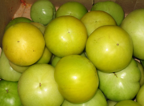 7 Cele mai bune hibrizi de tomate de la companii Ilinichna pe (virusul mozaic de tutun Cladosporium) 7 Cele mai bune hibrizi de tomate de la compania pe Ilinichna