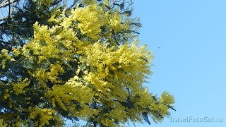 Acacia dealbata de îngrijire la domiciliu, fotografii