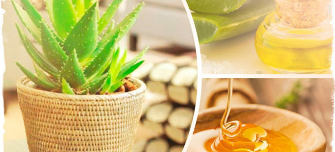 Aloe tratament șalazion la copii, retetele eficiente (aloe) Tratamentul șalazion Aloe la copii, retete eficiente